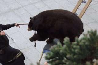 Un montreur d'ours sur le marché de Noël de Hazebrouck fait polémique