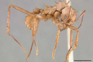 Pour protéger ses récoltes, cette fourmi utilise une armure biominérale