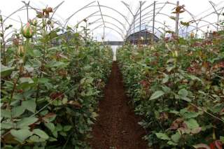 Fête des mères 2021: Les dessous de la production de roses en Équateur pour l’exportation - BLOG