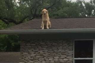 Son chien passe ses journées sur le toit, il vous demande de ne pas vous inquiéter