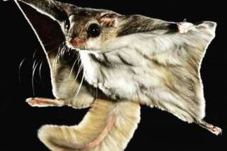 En Floride, un trafic illégal d'écureuils volants démantelé