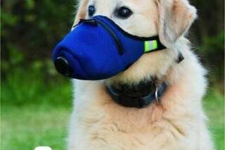 Face au coronavirus, la Chine panique pour ses chiens