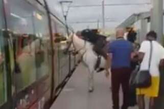 Montpellier: il monte à cheval dans le tramway