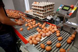 Fipronil: les lots d'œufs contaminés identifiés dans le Morbihan
