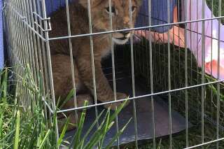 Pays-Bas: ce lionceau a été abandonné dans un champ près d'Utrecht