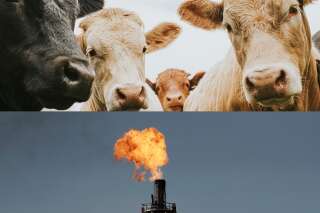 Le méthane est pire que le CO2, il serait pourtant simple de limiter les dégâts