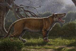 L'un des plus grands mammifères terrestres découvert au Kenya