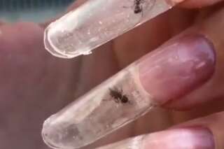 Du nail art avec des fourmis vivantes : les défenseurs de la cause animale vont hurler devant cette manucure