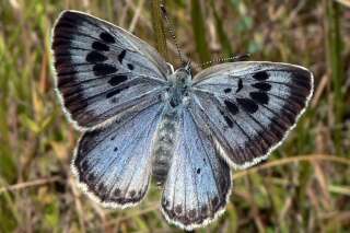 Coupable d'avoir tué deux papillons rares, ce Britannique risque la prison