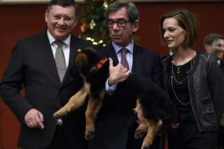 Dobrynya, le chien russe offert à la France pour remplacer Diesel, serait 