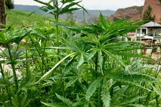 Le cannabis, une des premières plantes cultivées par l'Homme