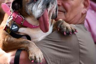 Zsa Zsa, un bulldog, élu chien le plus moche du monde en 2018