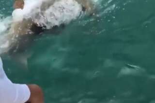 Ce mérou goliath terrasse un requin en quelques secondes