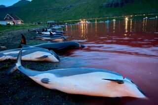 Les Féroé promettent de réévaluer la chasse aux dauphins après l'abattage de 1400 d'entre eux
