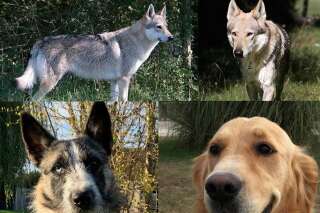 Dans le Loiret, 11 chiens stars de cinéma sont morts dans un incendie