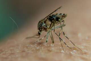 Deux cas autochtones de Zika, une première en France métropolitaine