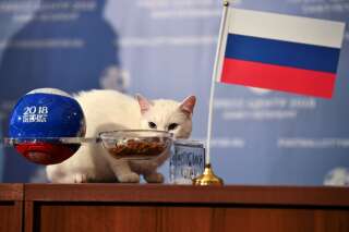 Coupe du monde 2018: Achille le chat prévoit une victoire de la Russie contre l'Arabie saoudite