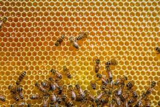 Le confinement a-t-il rendu les abeilles plus productives en miel?