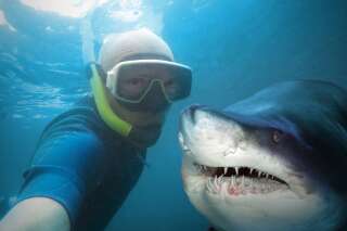 Les selfies font 5 fois plus de morts que les attaques de requins