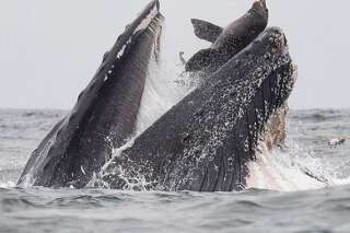 Rarissime photo d'un lion de mer avalé par une baleine