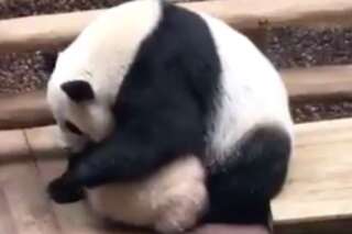 Yuan Meng le bébé panda de Beauval sommé par sa mère Huan Huan de prendre son repas