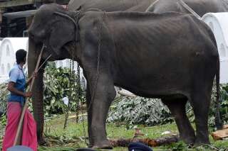 Au Sri Lanka, cet éléphant squelettique dans un spectacle déclenche un tollé