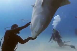 La technique de ce plongeur qui calme un requin-tigre est impressionnante