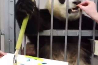 30 millions d'amis s'insurge contre ces images d'un panda peintre