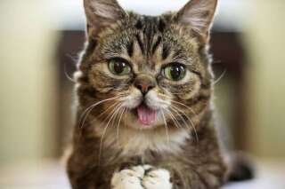 Lil Bub, la chatte mème d'internet est morte