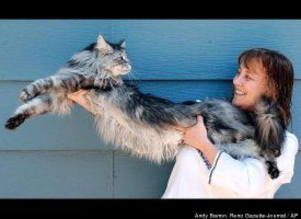 - Robin Hendrickson stretches out her cat, Stewie, outside her home in Reno, Nev. Stewie, a 5-year-old Maine Coon, has been accepted by Guinness World Records as the world's longest cat at 48.5 inches.