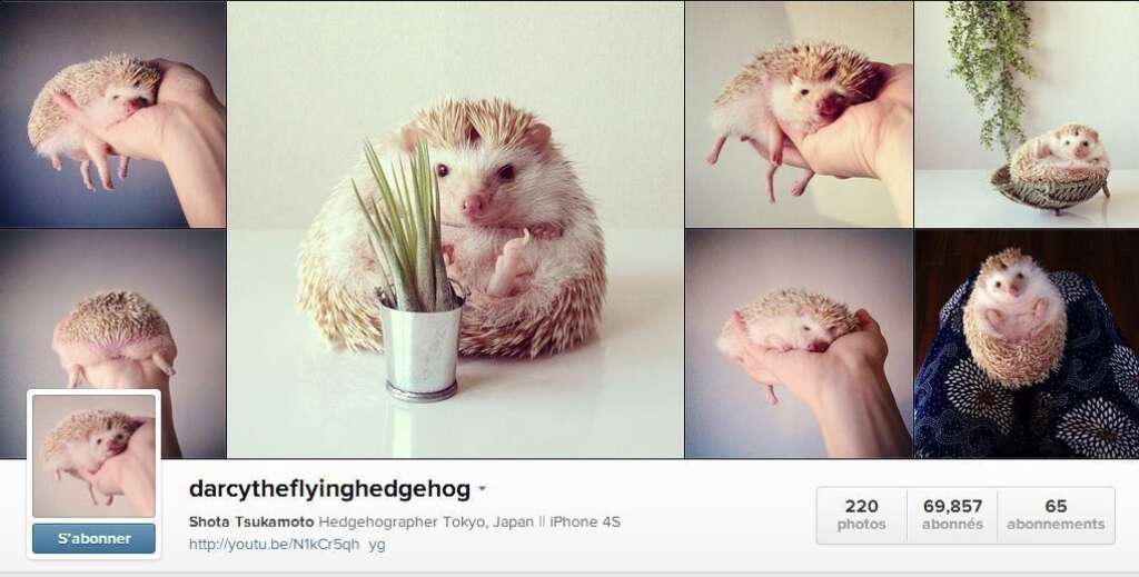 Darcy, le hérisson japonais star d'Instagram -