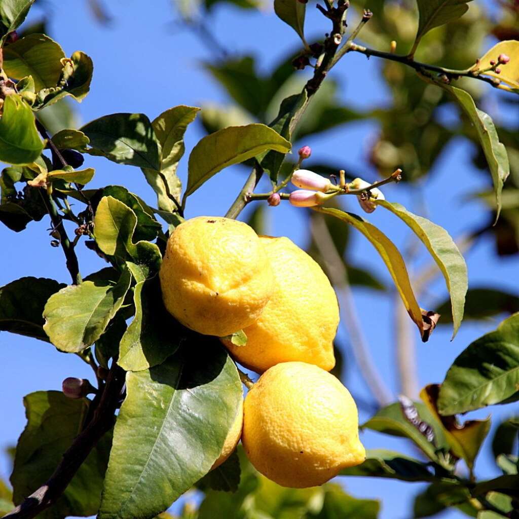Les agrumes - 75% des citrons et oranges seraient porteurs de résidus de pesticides.