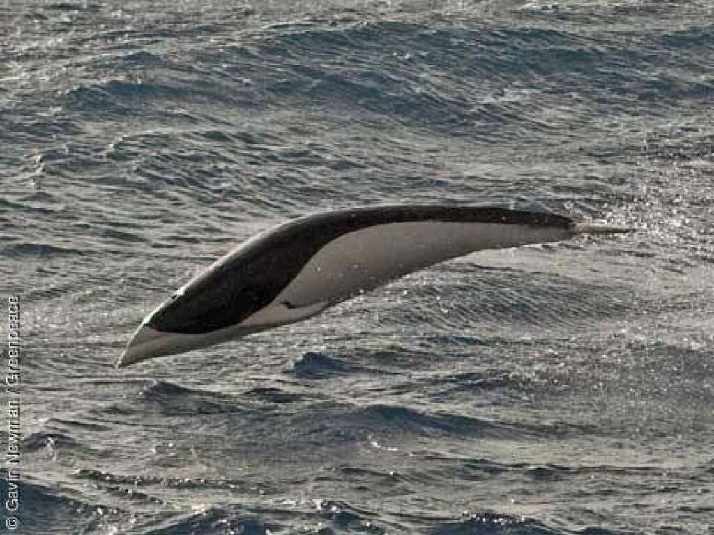 Le dauphin aptère austral - Ce dauphin est un petit mammifère que l'on trouve dans les eaux froides de l'hémisphère sud. C'est un excellent nageur, très gracieux. Ce spécimen a été pris en photo par l'un des photographes de Greenpeace du navire Esperanza, parti pour mettre un terme à la chasse aux baleines.