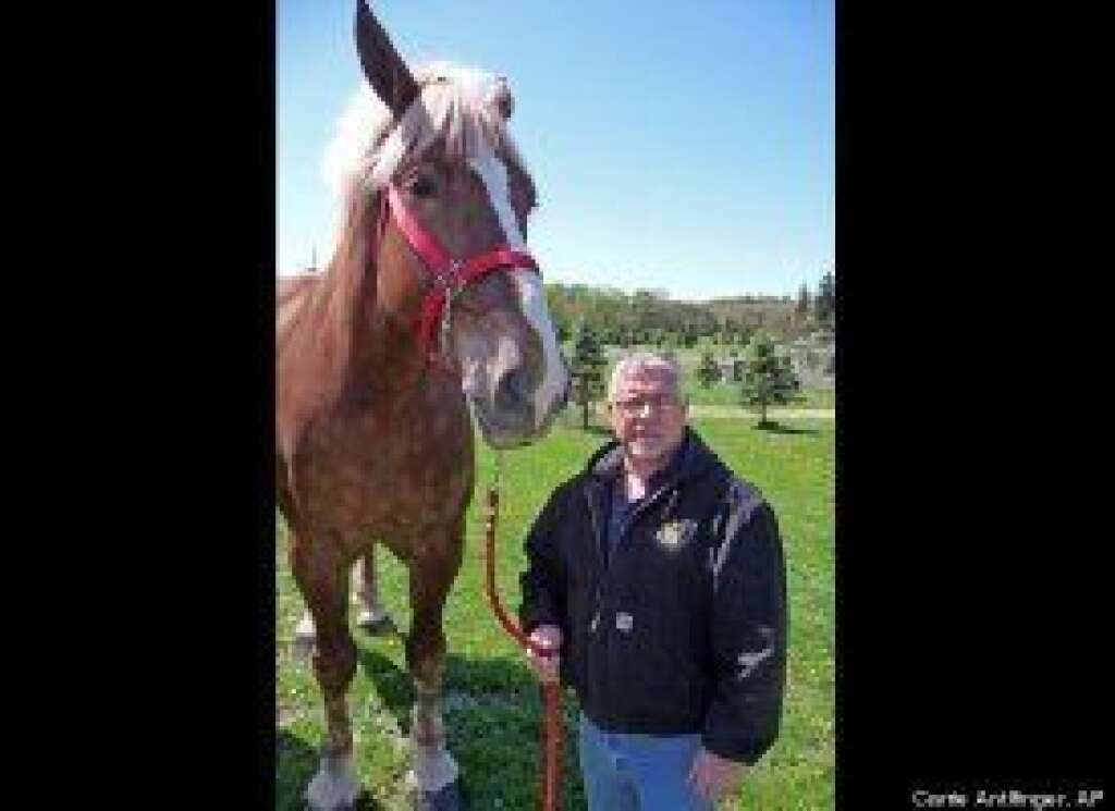 - Big Jake, a 9-year-old Belgian gelding, holds the Guinness World Record for world's tallest living horse. Big Jake, here with his owner Jerry Gilbert, measures in at nearly 6 feet, 11 inches, which is 2.75 inches taller than the previous record-holder.