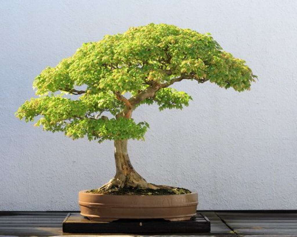 Le bonsaï - Ce petit arbre sera presque une oeuvre d'art sur votre bureau. Attention, certains bonsaïs sont extrêmement difficiles à entretenir, mieux vaut se tourner si vous débutez vers un jeune bonsaï, pourquoi pas un ficus.