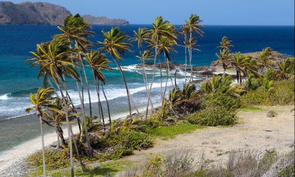 Saint-Vincent et Grenadines - Plage et cocotiers de la minuscule île de Petit-Nevis, dans l’archipel des Grenadines