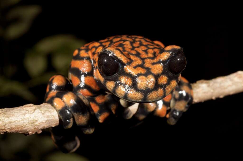 Hyloscirtus princecharlesi - Une espèce d'amphibiens hérite de l'attribut Prince Charles en l'honneur de l'engagement de la famille royale en faveur de la préservation de la biodiversité.