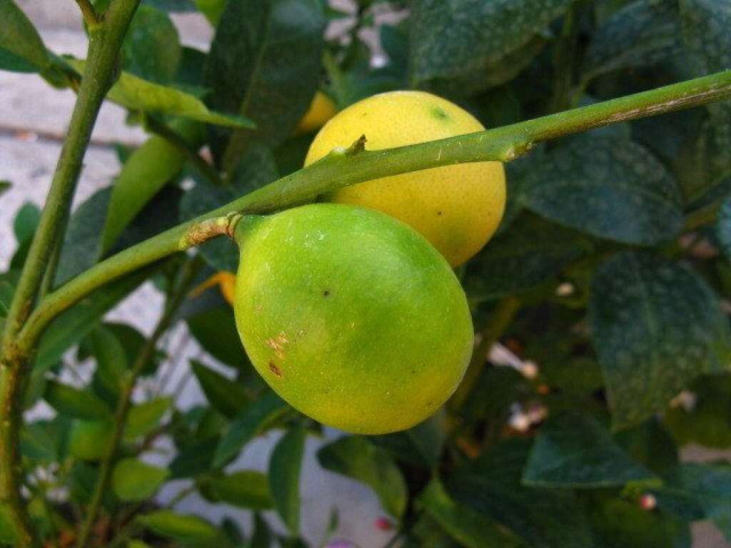 Le limequat - Moitié lime, moitié kumquat, ceci est un <a href="http://www.plantes-et-jardins.com/p/11982-limequat" target="_blank">limequat</a>. Le petit arbre vigoureux qui donne ce fruit porte des fleurs blanches et parfumées qui produisent, tout l'hiver, ce petit fruit ovales. Lorsque le fruit arrive à maturité, la peau du limequat est jaune.   Comestible, le limequat peut se manger cru ou confit à la façon des kumquats. Sa peau est légèrement sucrée alors que sa pulpe est acide et juteuse.