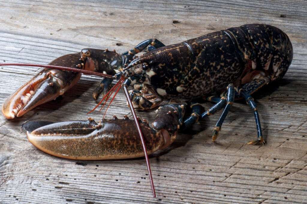 Le homard se démocratise - Trop cher? Le homard se démocratise. L'année 2013 a été marquée par <a href="http://blogs.lexpress.fr/styles/la-soif-du-miam/2013/04/08/lobster-bar-homard-paris-lobster-roll/" target="_blank">l'arrivée en France des lobster rolls</a>, ces hot-dogs au homard (pain brioché, chair de homard, beurre ou mayonnaise) à Paris principalement. <a href="http://www.lemonde.fr/style/article/2013/07/05/le-homard-facon-croque_3441920_1575563.html" target="_blank">Il faut compter jusqu'à une trentaine d'euros</a> pour déguster ce sandwich un poil bling bling accompagnées de frites.  Si vous n'êtes pas sandwich et que le crustacé est hors budget, comme la truffe il y a quelques années, le homard commence à donner lieu à des produits dérivés. <a href="http://www.groix-et-nature.com/?titre=mon-huile-de-homard&mode=catalogue-collections-exclusives&id=509" target="_blank">L'huile de homard lancée en 2013</a> ou plus traditionnellement, la bisque, les rillettes, le confit d'homard présentent de bonnes alternatives.