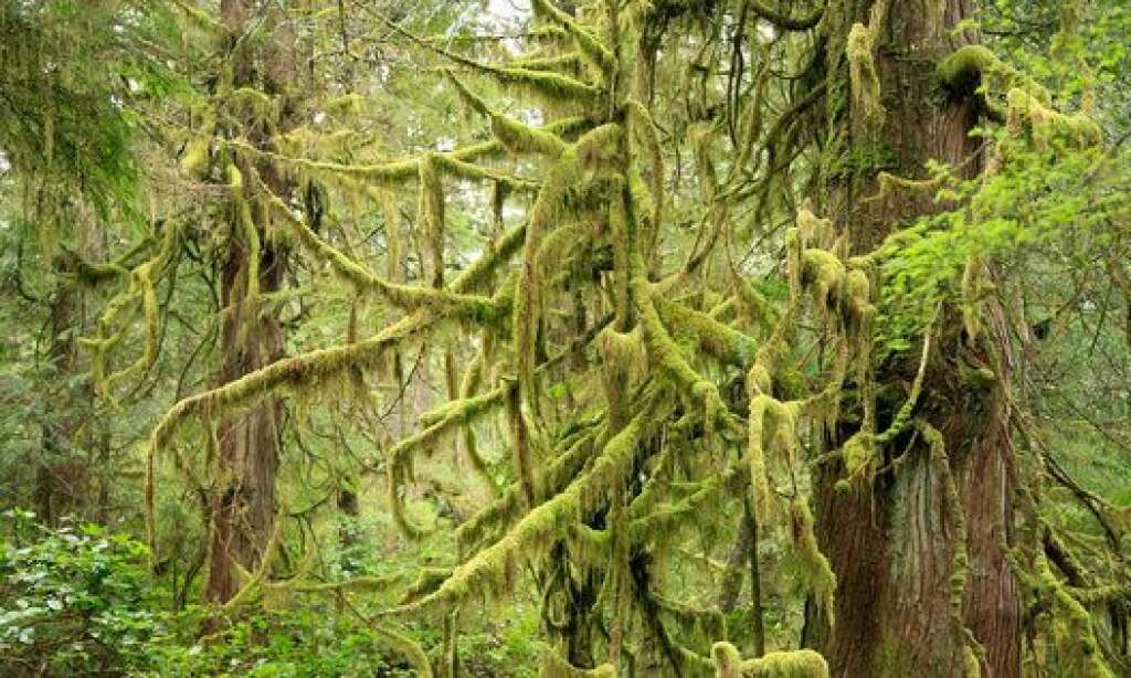 - Canada : forêt humide dans la région de Tofino,  sur la côte ouest de la grande île de Vancouver