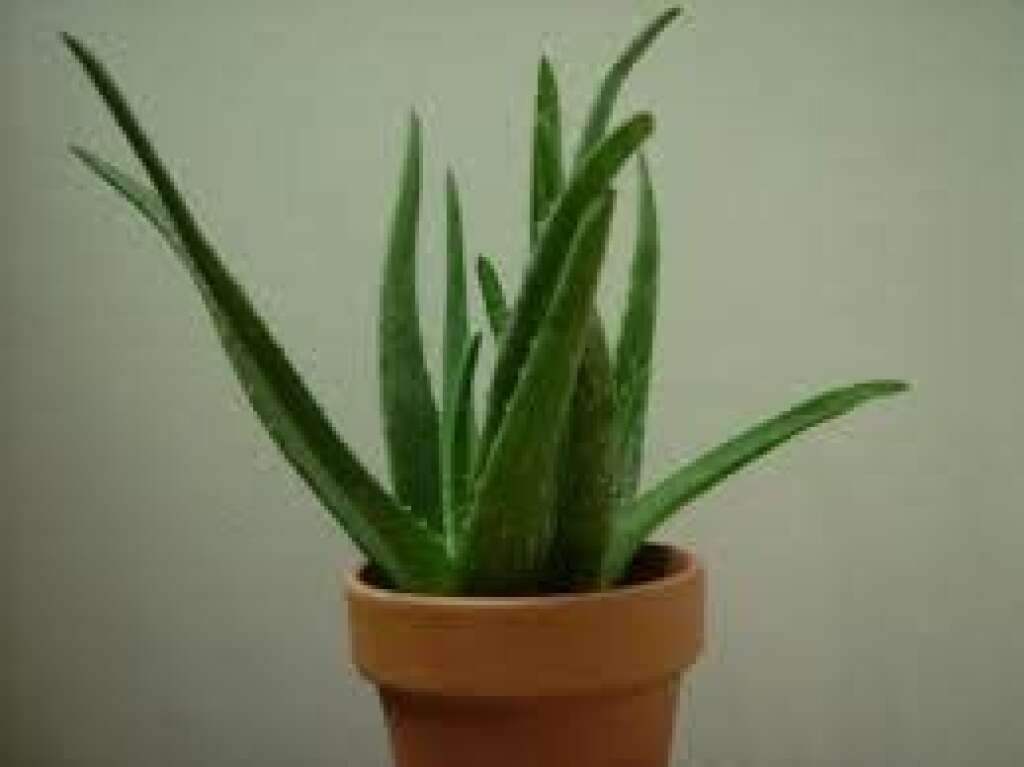Aloe Vera - Voici quelques exemples de plantes qui pourraient être parfaites dans votre bureau.  L'Aloe Vera serait une <a href="http://www.listeverte.com/jardinerie-plantes-d-interieur/plante-piece-par-piece/plante-dans-le-bureau/aloe-vera-30cm.html" target="_blank">plante dépolluante, et peu chère</a>.