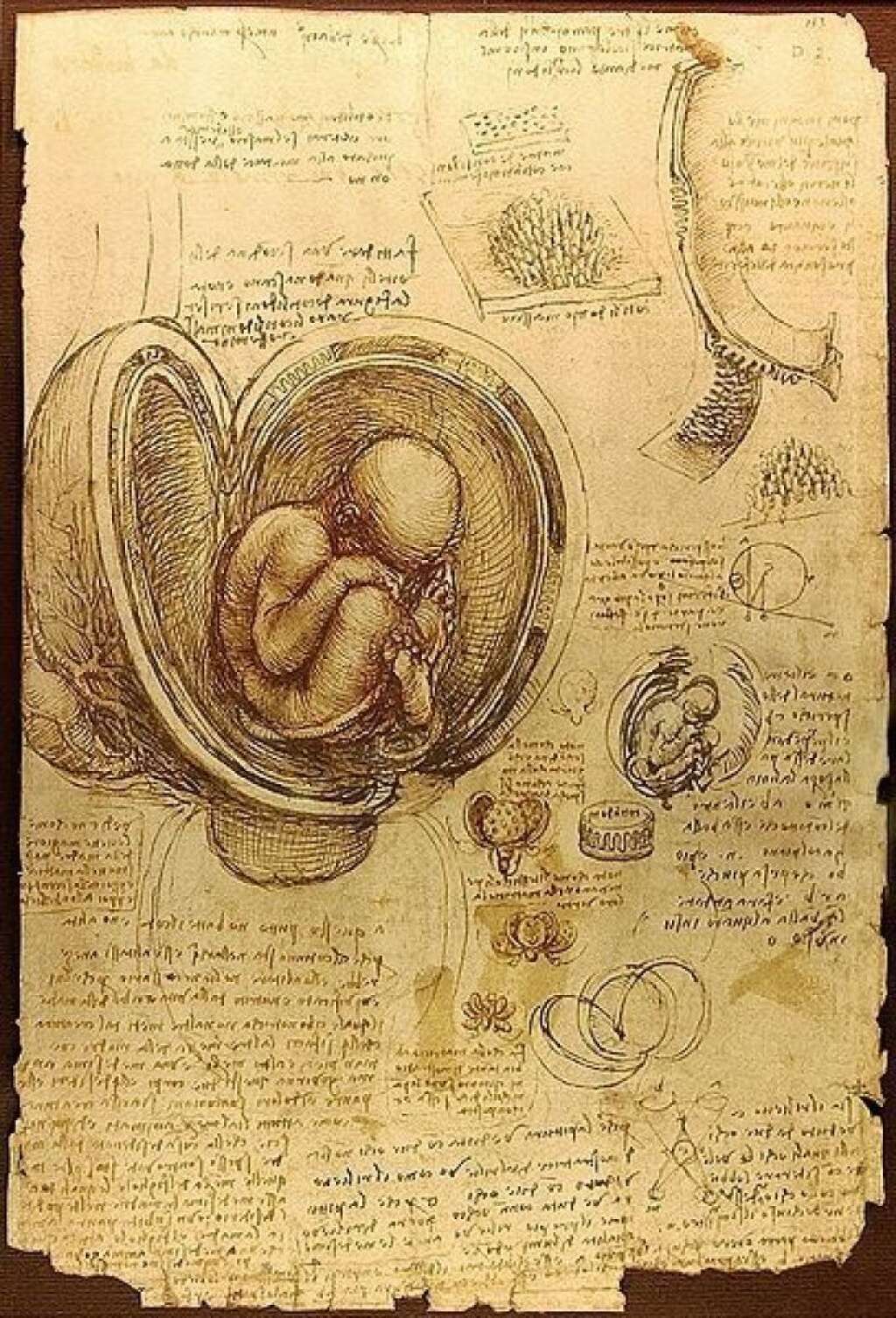 Études d'embryons -