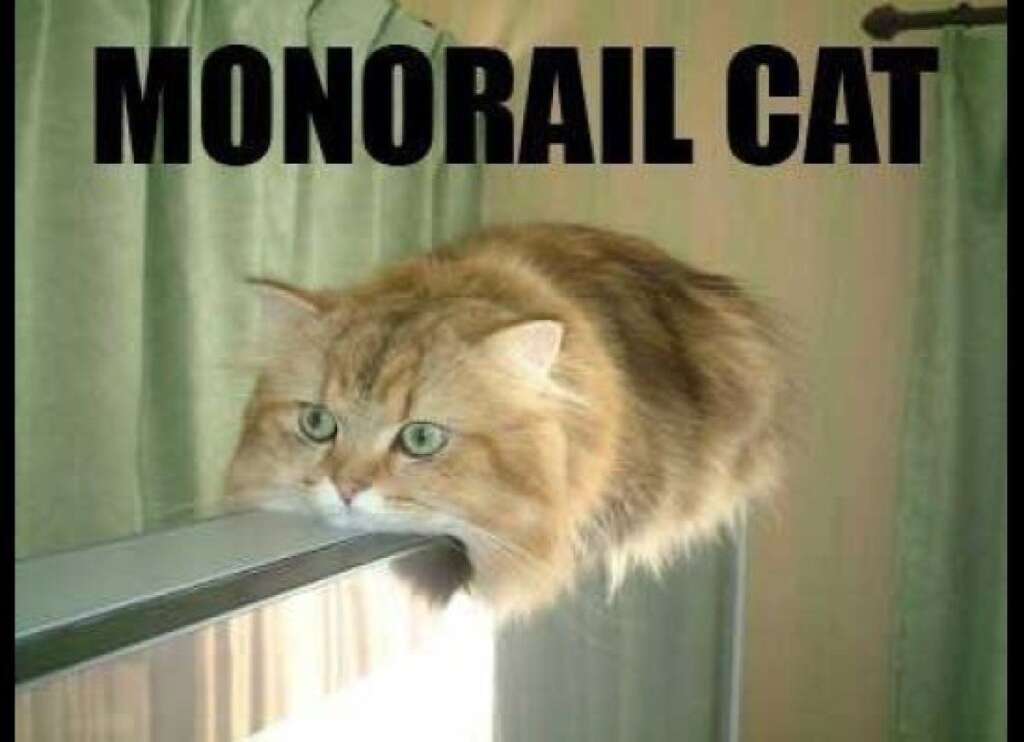 Le chat monorail -