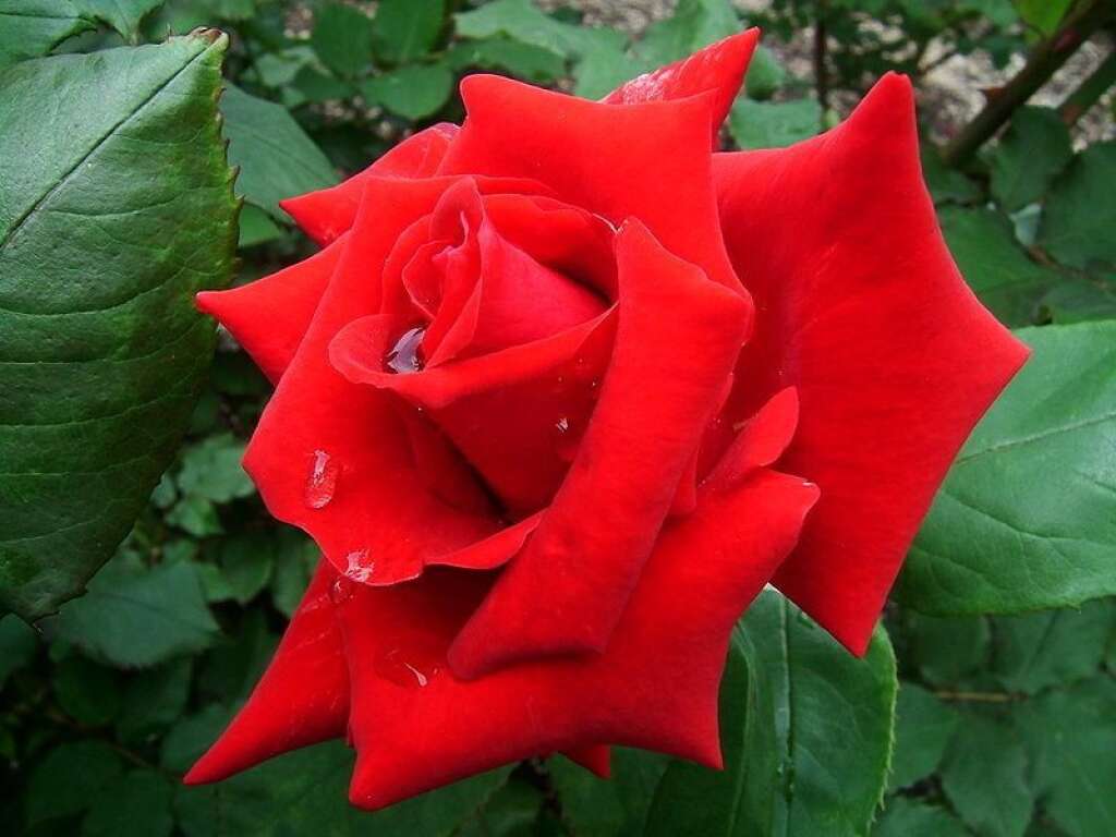 La rose rouge - La rose est la fleur de l’amour passionnel, de la puissance et de la profondeur des sentiments.