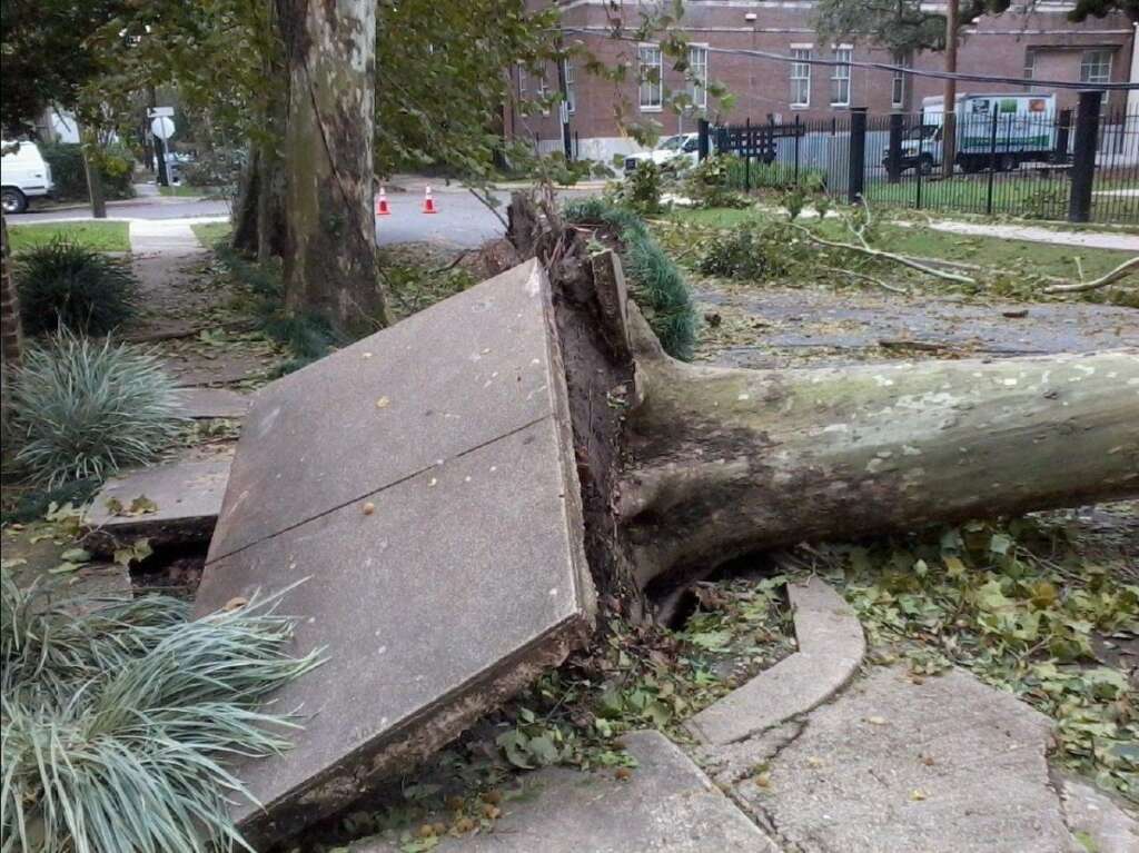 - A tree uprooted on Jena and Carondelet Streets, in the Uptown area of New Orleans (CREDIT: Hannah Palmer)