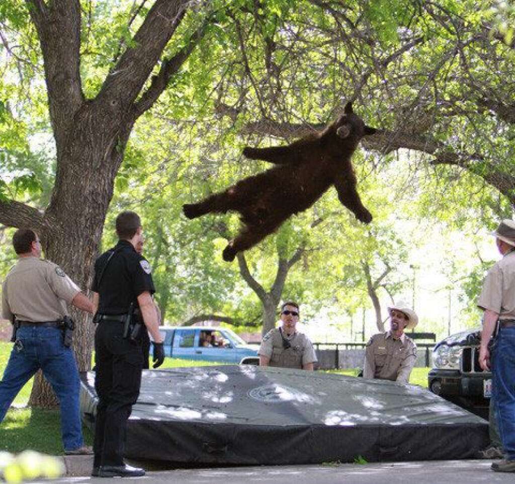 L'ours volant - Le 26 avril, cet ours noir <a href="http://www.huffingtonpost.fr/2012/04/27/ours-arbre-photos-volant-campus-colorado_n_1458358.html">avait semé la panique sur un campus universitaire du Colorado aux États-Unis</a>.