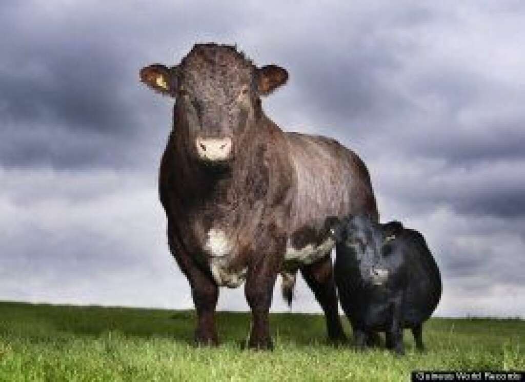 - Swallow, an 11-year-old sheep-sized cow from the West Yorkshire region of England, is one of the stars of the 2011 edition of "Guinness World Records." This 33-inch-high Dexter is the world's smallest cow.