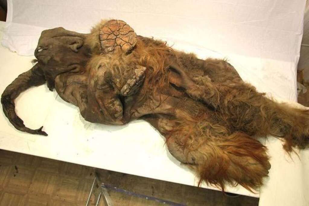 Yuka - Ce jeune mammouth aux poils blonds a été découvert en 2012 dans une falaise de la mer de Laptev, dans le nord de la Sibérie. Âgé d'environ trois ans, il serait décédé il y a entre 10.000 et 30.000 ans.