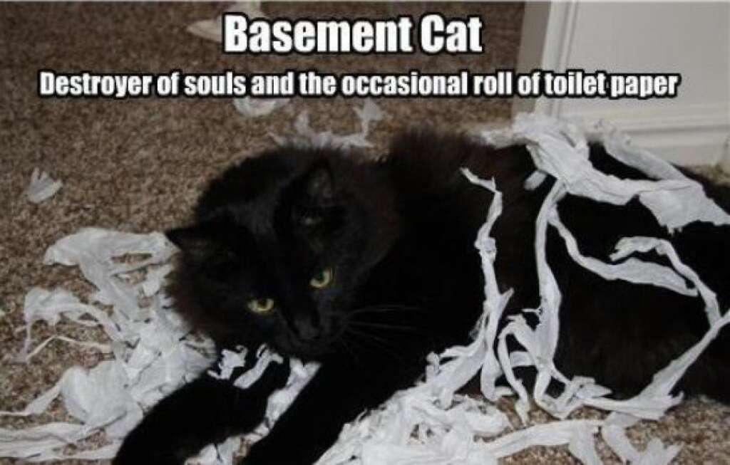 Le Basement Cat ou le chat du sous-sol - Si le Ceiling Cat (image précédente) est l'équivalent du Dieu chat dans la Bible du LOLcat, le chat du sous-sol est Satan. Tout chat noir à l'allure sournoise pourra être utilisé pour illustrer cette figure mystique.