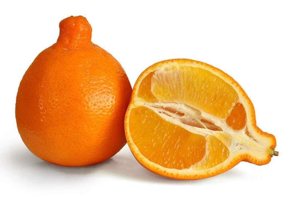 Le tangelo - Ce citron hybride se nomme "Tangelo". Il s'agit du croisement entre le <em>Citrus × paradisi</em>, plus connu sous le nom de pomélo (ou pamplemousse, tout dépend des régions), et la mandarine.   D'apparence plus ou moins difforme, le tangelo se trouve à mi-chemin entre la taille d'une orange et celle d'un pomélo. Si sur cette photo, sa peau vous semble lisse et bien orangée, elle peut être rugueuse et osciller entre le jaune et le vert.   La pulpe du tangelo est juteuse et douce, idéale pour en faire des jus de fruits. Cet hybride nous vient de Jamaïque d'où il est exporté depuis 1930!
